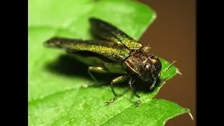 [Nature]Why One Invasive Insect Species Could Kill 1.26 Million Trees in The US by 2050