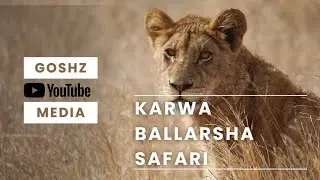 KARVA BALLARSHA SAFARI 🐅  #travel #subscribe #jungle #tiger 