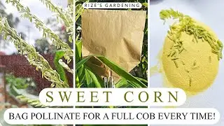 HOW TO POLLINATE SWEET CORN! For A Full Cob EVERY TIME!