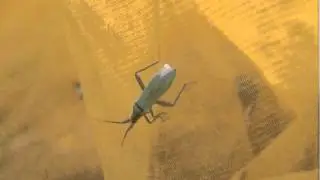Megaloceroea recticornis plo&scaron;tice