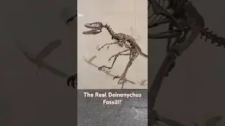 The only real Deinonychus Fossil on Display #paleontology #geology #museum #fossil