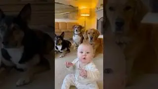Baby Goes &ldquo;Pew&rdquo; &mdash; Baby Buff? Parent Nerf? 😂🐕   #shorts  #viral #dog #baby