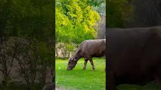 Buffalo grazing 🐃 #trending #baffalo #farmlife #babyfarmanimal #youtube @SyedRoshaanalishah