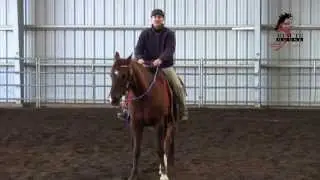 Loop Reins vs Split Reins