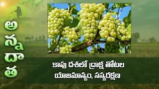 Management of Grape gardens at fruiting stage #Fertigation #irrigation #diseases |