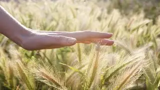Mindful of Touch | Mindfulness Meditation