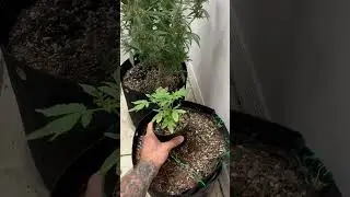 My bonsai mother plant and the last survivors of the whiskey Zulu auto flower Grow ￼