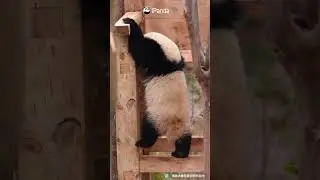 Panda Climbs The Wooden Chair Effortlessly | iPanda #shorts
