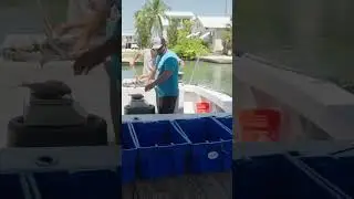 A high-quality catch is something to be proud of! #fishing #fisherman