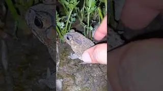 Boing boing the frogs how catch frogs funny - tep longheng funny