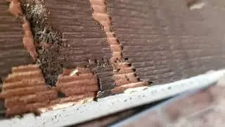 A Closer Look at an Eastern Subterranean Termite in Dayton, NJ