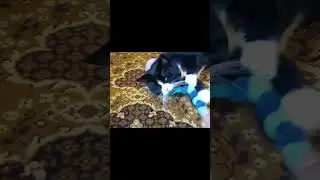 #коты #cat #котопес #catlover #люблюкотиков #kitten #приют #кот #pets