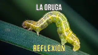 LA ORUGA - Reflexiones Diarias, Hermosas, Cortas, Del Alma, Pensamientos Positivos, Mejor Persona.