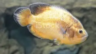 Equatorial Guinea's Freshwater Gems: Fish and Amphibians of Rivers and Lakes #animal2024 #wildlife