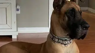 Gotham the Great Dane
