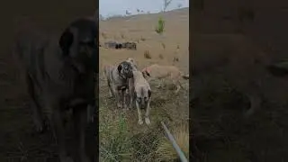 Kangal #kangal #dog #puppy #dog #farm #protection