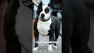 Anjing Viral yang Mirip Panda Asli 🐼