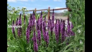 Spring in the Butterfly Garden