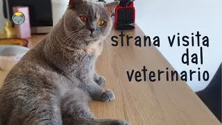 Gengivite nei gatti?