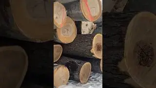 Лесопильный завод по производству поддонов. Бревна повсюду!!! #древесина #бревна