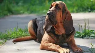 Blood hound Dog Price & Details ( Hindi) #dogpricelist #dog #doginformation #bloodhound