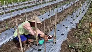 EASY AND QUICK WAY TO SUPPORT CHILI PLANTS USING MODERN FARMING TOOLS - Agriculture
