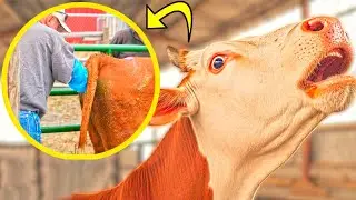 FARMING 2024! ROBOTIC MACHINE COW MILKING GRINDING AND CLEANING POWERHOUSE MACHINES MILKING FEEDING