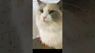 Cute RagDoll | Morning Routine |Cyborg Magpie Felt Left Out | Chilling With Nature | Cat | Magpie