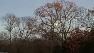 Horoscope November 19 2021 Full Moon Lunar Eclipse Taurus