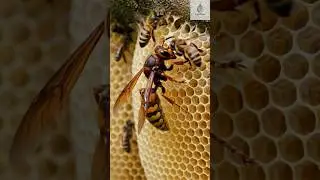 A Giant Hornet attacks the hive.The bees fight back without stinging.