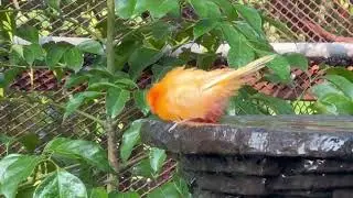 3 stars in the aviary garden | BCC78