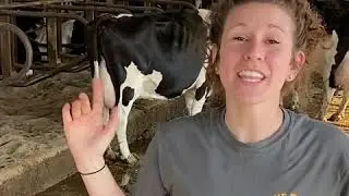 Horizon Summer Camp: Cow Milking 101