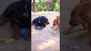Street dog Charlie's urine came out due to Rottweiler Bubzee's aggression🤭🐶