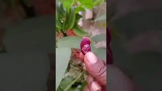 Traditional African Bean