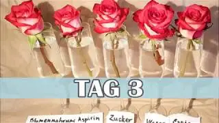 Sie werden staunen! Was hält hält die Schnittblumen länger frisch?! 14 Tage lang!!!