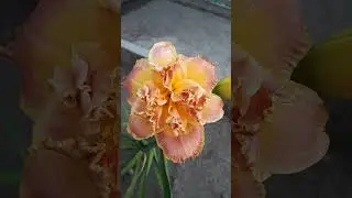 #лилейник #flowers #daylily #nature #summer #shorts #plants #perennial #beautiful #сад #клумба #лето