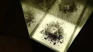 Schr&ouml;dinger's cat at Plus 359 Gallery - &ldquo;Like a fly in a suitcase&rdquo;