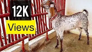 Goat Rooftop Farm - Making Rooftop Goat Farm AB Farm Karachi Pakistan