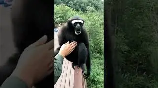 gibbon monkey || gibbon monkey sound .