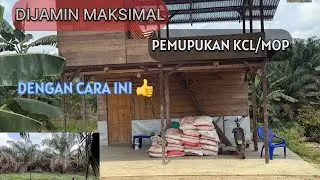 DIJAMIM MAKSIMAL HASILNYA JIKA DILAKUN DGN CARA INI MUPUK KCL #sawit #petanisawit #video #viral #fyp