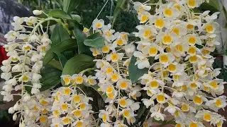 SIÊU VÍP TỐI  21/1.HỒ ĐIỆP,KIỀU,SONG HỶ,TRẦM,U LỒI,TRÚC PB,KÈN,VŨ NỮ,QUÝ PHI(0849490188/0396164604