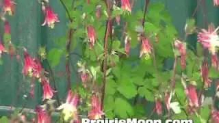 Columbine (Aquilegia canadensis)