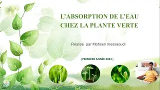 L'absorption de l'eau chez la plante verte