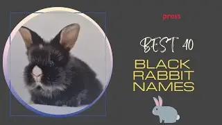 🐰 Best 40 Black Rabbit Names For Your Furry Friend | PetPress