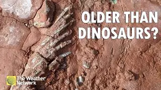 New Fossil Discovered That's Older Than The Dinosaurs
