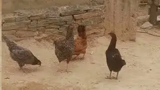 Asil Chickens: History, Breeds, and Care Guide / For bird's And Animals Lovers #birdsandanimals