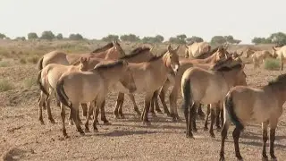 Rare horse population increases to 97 in NW China