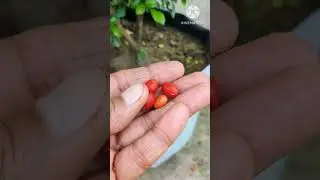 madhukamini seeds use#viral #shorts