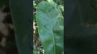 Ang dahon ng guyabano ay gamot sa stress masasakit na katawan di nakakatulog