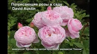 Потрясающие розы в саду Дэвида Остина
